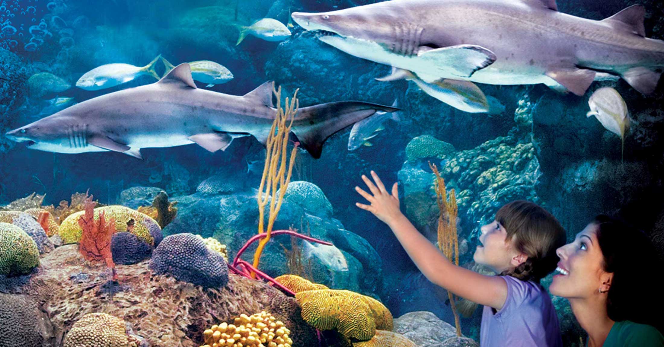 mother and child admiring tank full of fish and sharks at florida aquarium