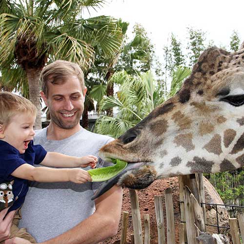 father and son feeding a giraffe